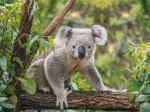 Austrália zaradila koaly medzi ohrozené druhy