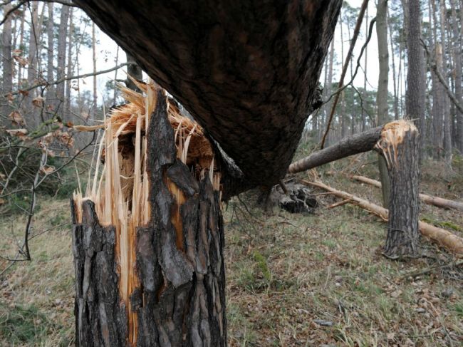 Polícia varuje: Neparkujte pod stromami, zabezpečte okná a dvere