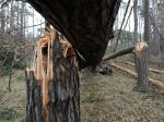 Polícia varuje: Neparkujte pod stromami, zabezpečte okná a dvere