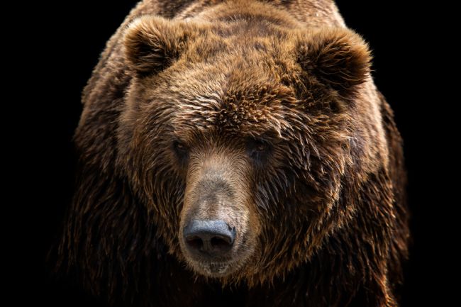 Medvede sa prebúdzajú zo zimného spánku, došlo už k prvému napadnutiu človeka