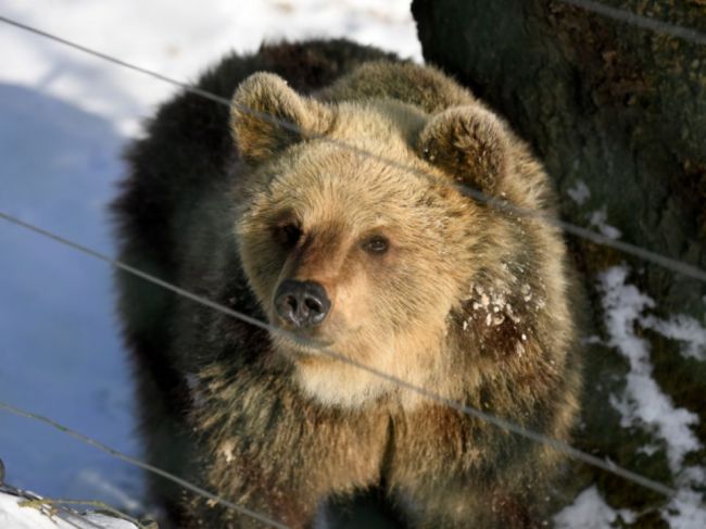 V lesoch narastá nebezpečenstvo stretu návštevníkov so šelmami, MŽP vydáva varovanie