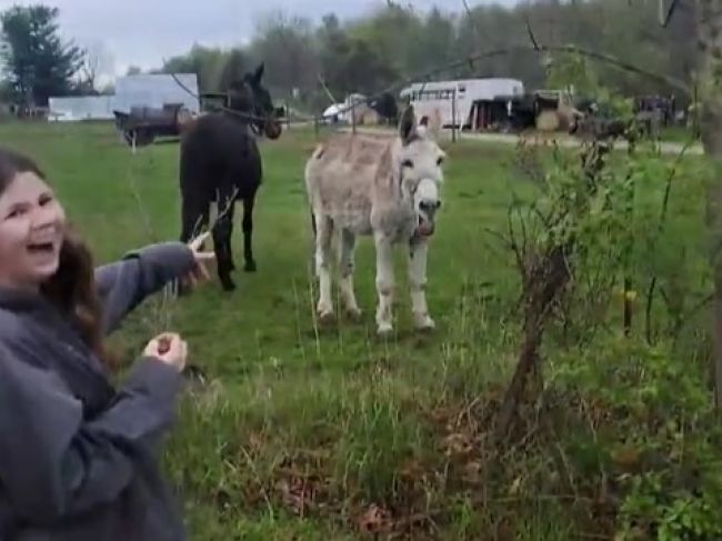 Video: Pes dostal šok z elektrického ohradníka. Takto zareagoval somár