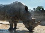 V českej ZOO sa narodilo mláďa ohrozeného druhu nosorožca, dostalo meno Kyjev