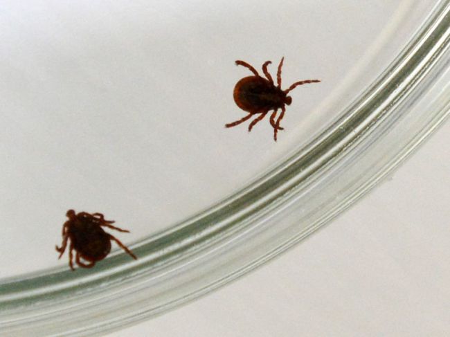 Kliešťa možno chytiť i v záhrade či parku, prípadov encefalitídy pribúda