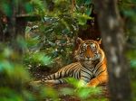 V americkej zoo zomrel po zlyhaní srdca tiger Putin