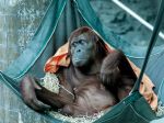 Deťom z Ukrajiny pomáhajú na hraniciach vyrovnať sa s traumou plyšové orangutany