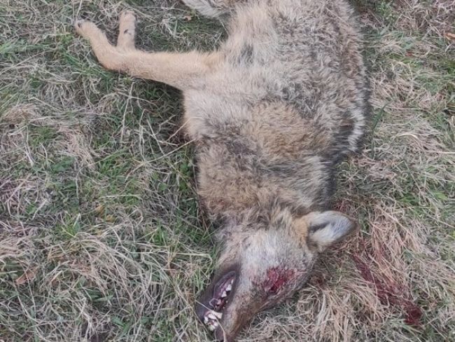 Enviropolícia vyšetruje zastrelenie vlka v obci Miroľa