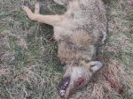 Enviropolícia vyšetruje zastrelenie vlka v obci Miroľa