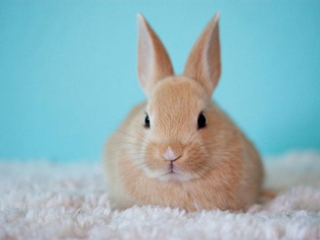 Vendetta u veterinára! Za smrť milovaného králika žiadal smrť veterinára