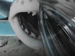 Video: Desivé zábery ukazujú, aké to je, keď vás napadne žralok