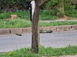 Rusko sa vyjadrilo k streľbe a výbuchom v Podnestersku