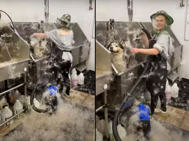 Video: Takto to vyzerá, keď zoberiete huskyho do psieho salónu