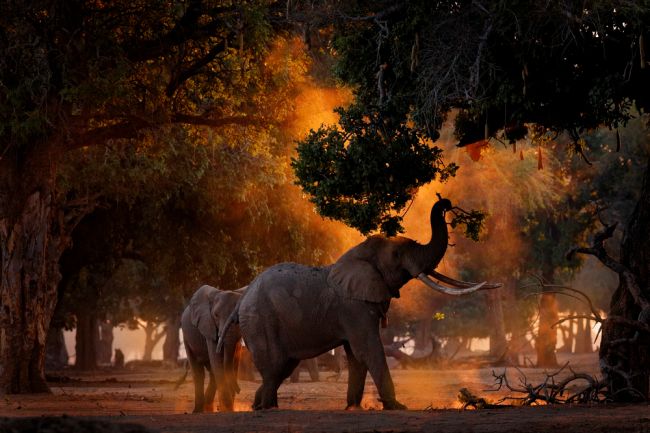 Slony v Zimbabwe tento rok zabili už 60 ľudí, vláda pre ne zvažuje antikoncepciu