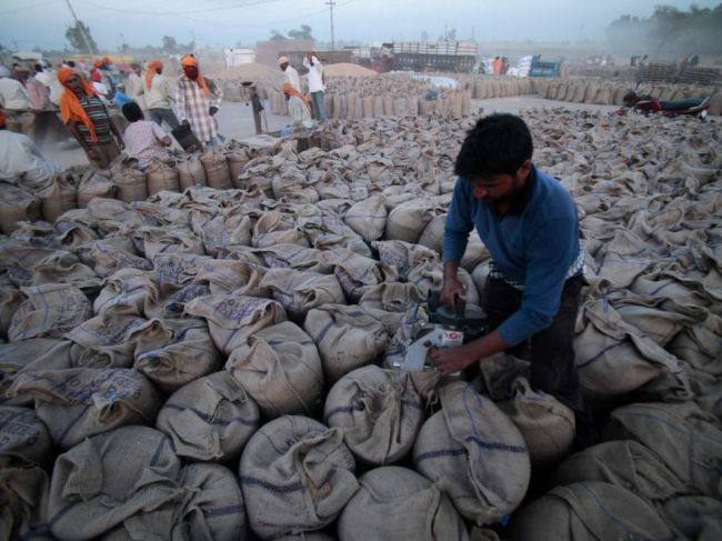 India zastavila vývoz pšenice, ceny komodity môžu vzrásť na nový rekord