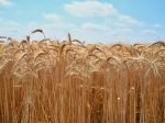 Ceny pšenice v pondelok vyskočili na nové rekordné maximum