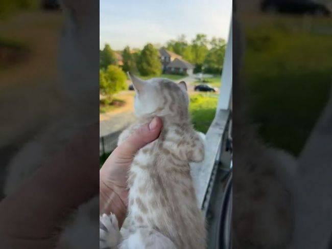 Video: Mačka sa nechcela vrátiť domov. Takto zareagovala na svoje mačiatko