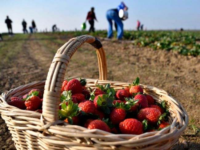 Začali sa samozbery jahôd, ceny stúpli asi o 5 %