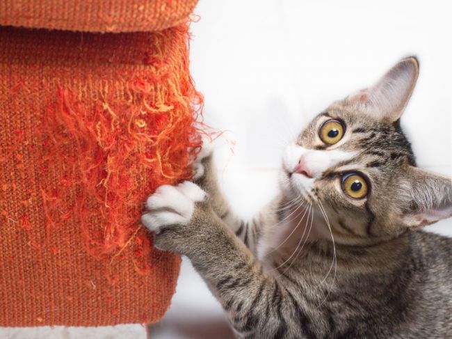 Prečo mačky škriabu nábytok? Prispievate k tomu aj vy svojím správaním