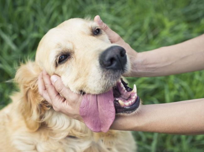 5 vecí, ktoré si váš veterinár želá, aby ste vedeli o svojom psovi
