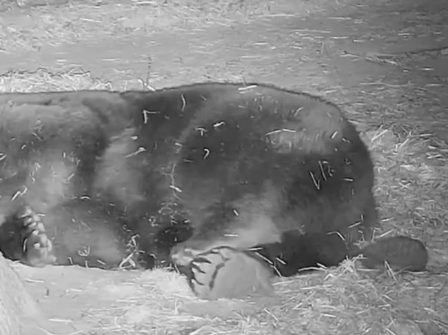 Video: Dotieravý ježko si trúfol na medveďa. Toto mu robil celú noc