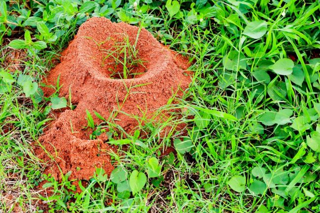 7 spôsobov, ako sa zbaviť mravcov vo svojej záhrade