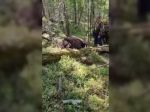 Video: Zranený medveď sa pomstil poľovníkovi. 62-ročný muž podľahol zraneniam