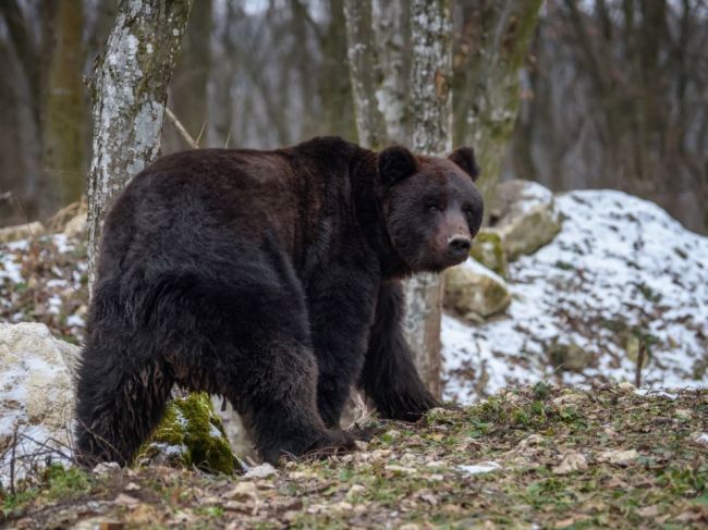 Zásahový tím usmrtil problémovú medvedicu spod Tatier