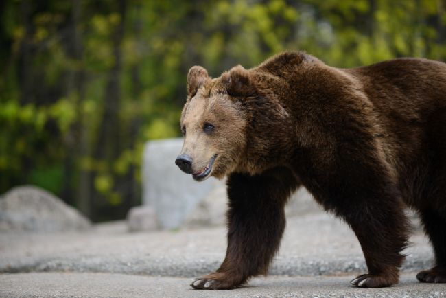 Zásahový tím pre medveďa hnedého usmrtil problémového jedinca