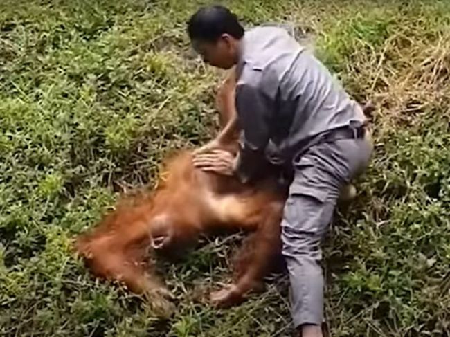 Video: Orangutan v zoo sa začal topiť, zasiahnuť musel ošetrovateľ