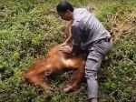 Video: Orangutan v zoo sa začal topiť, zasiahnuť musel ošetrovateľ