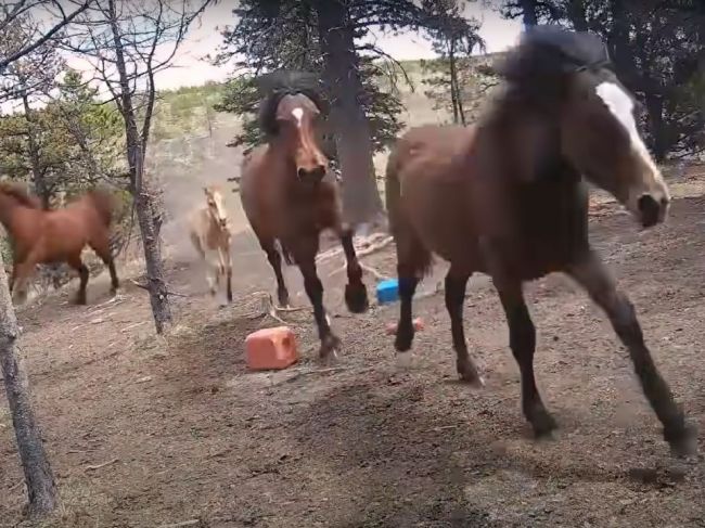 Video: Divoké kone museli uháňať pred obrovským predátorom