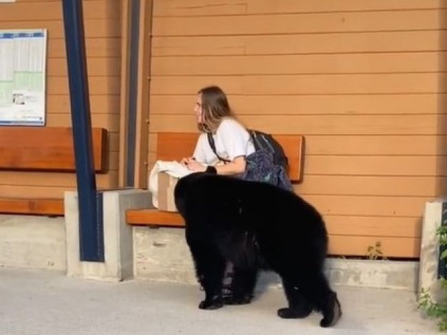 Video: Medveď vydesil ženu na autobusovej zastávke