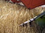 Agrorezort bude dôslednejšie kontrolovať obilie dovážané na Slovensko