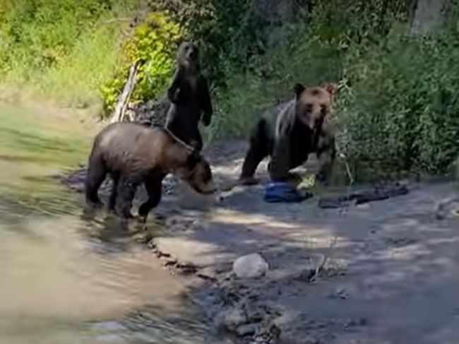 Video: Žena ustupovala pred medvieďatami, vtom sa na ňu vyrútila medvedica