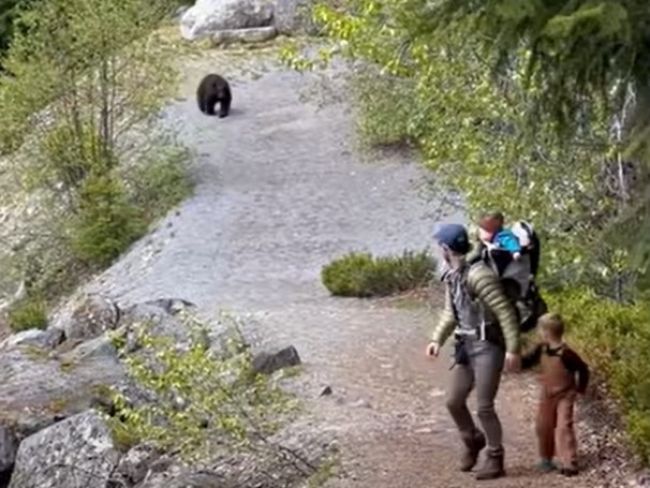 Video: Prechádzka v lese sa zmenila na adrenalínový zážitok