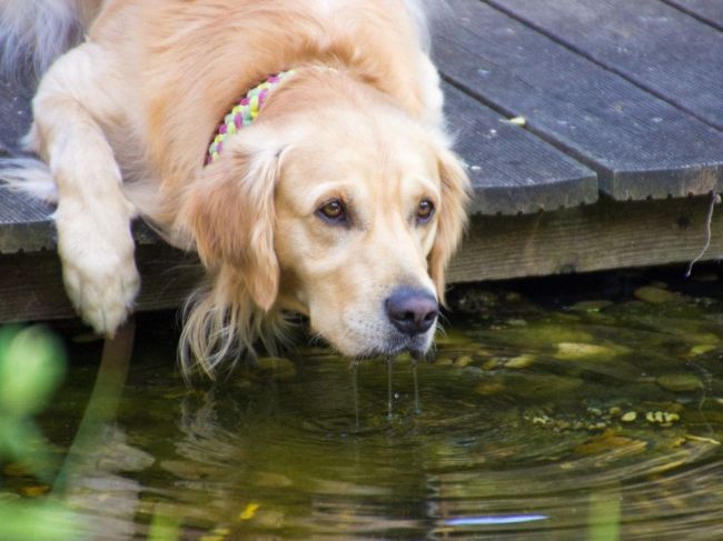​Svojho psa nikdy nepúšťajte do zelenkastej vody! Toto hrozí