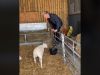 Video: Deti Gordona Ramsaya by mali otca vydediť, tvrdí PETA. Organizácia reaguje na zábery s ovcami