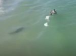 Video: Plavci mávali dronu. Ten ich nedokázal varovať, čo vedľa nich pláva
