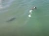 Video: Plavci mávali dronu. Ten ich nedokázal varovať, čo vedľa nich pláva
