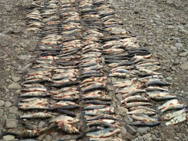Enviropolicajti vypátrali mužov, ktorí jazdou po Kysuci usmrtili stovky rýb