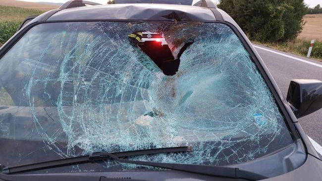 Foto: Dve autá sa zrazili s jednou srnou, tá skončila v interiéri automobilu