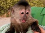 Za telefonátom na tiesňovú linku zo ZOO bola opica kapucín