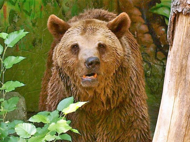 Na Slovensku zrejme nie sú medvede premnožené