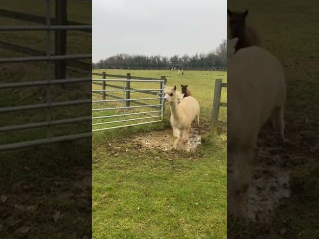 Video: Alpaky sa nechceli zašpiniť od mláky, toto musíte dopozerať do konca