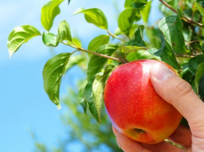 Tipy, ako správne zbierať a skladovať jablká, aby vám dlho vydržali