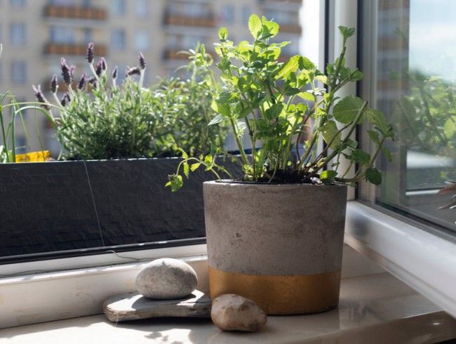 4 rastliny, ktoré vás efektívne zbavia múch doma aj v záhrade