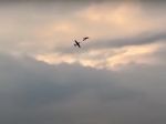 Video: Pilotom nevyšiel akrobatický kúsok, kamera zachytila hroznú nehodu