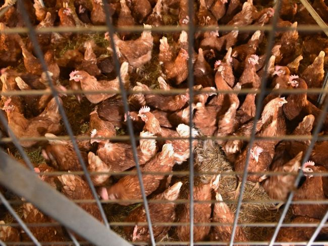 Pre vysoké náklady je situácia vážna aj v chove nosníc a produkcii vajec