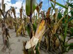 Úroda kukurice na zrno bude tento rok sotva polovičná