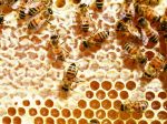 Bardejovský med zapísali do registra chránených označení pôvodu